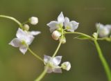 Galium davuricum. Цветки (вид со стороны чашечки). Приморский край, Шкотовский р-н, пос. Подъяпольск, поросший кустарником склон сопки. 23.06.2017.