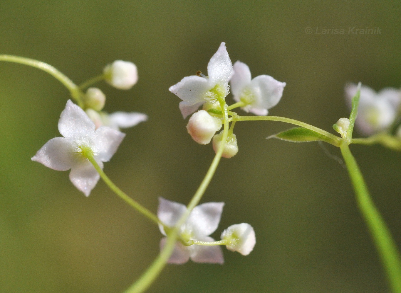 Image of Galium davuricum specimen.