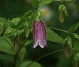 Campanula takesimana