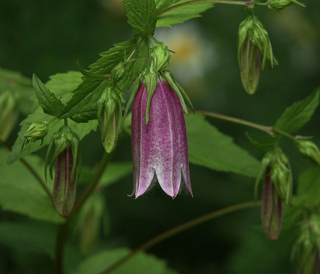 Изображение особи Campanula takesimana.