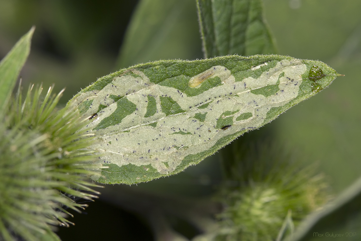 Image of Arctium minus specimen.