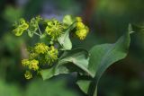 Bupleurum longifolium ssp. aureum