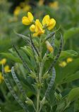 Thermopsis lupinoides. Верхушка цветущего и плодоносящего растения. Сахалинская обл., Охинский р-н, окр. г. Оха, обочина дороги. 12.07.2017.