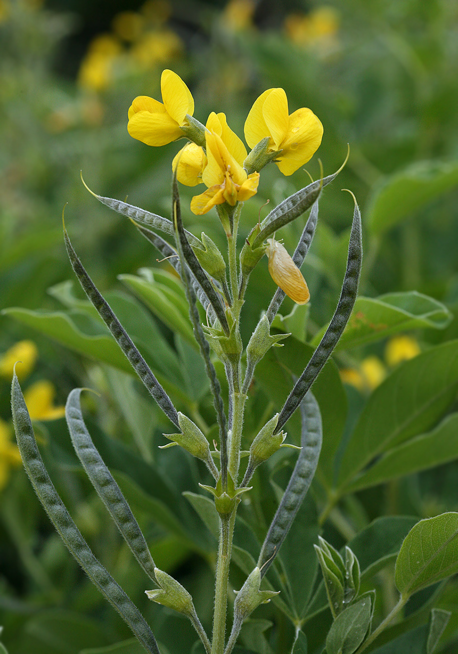 Image of Thermopsis lupinoides specimen.