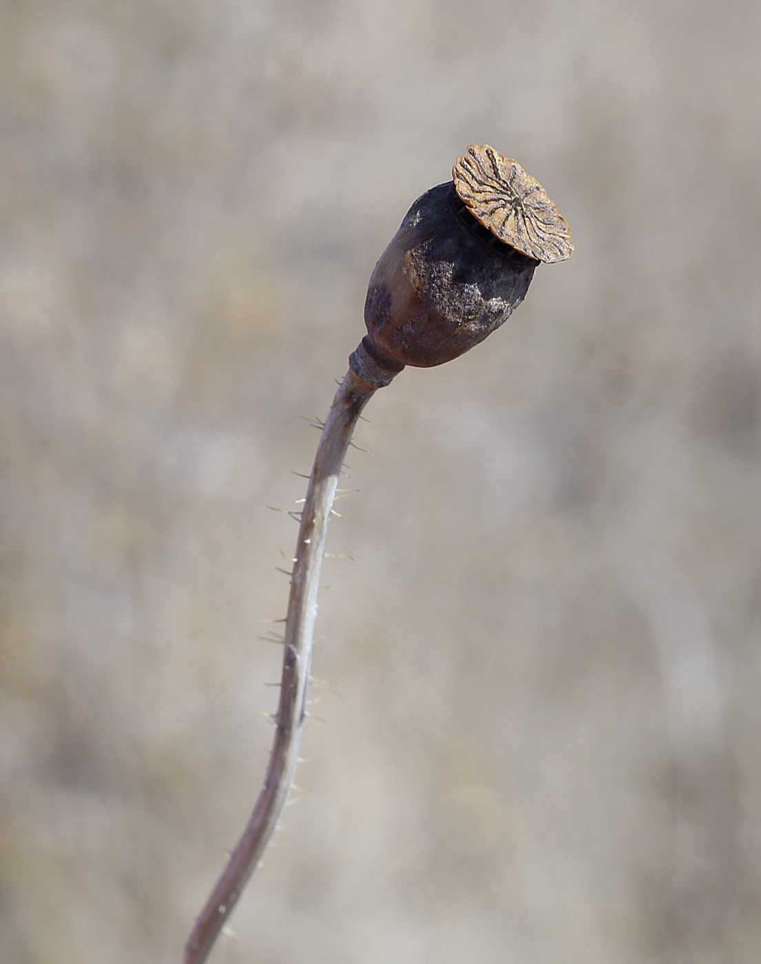 Image of Papaver rhoeas specimen.