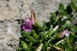 Teucrium microphyllum. Часть побега с цветком. Греция, о-в Крит, ном Ханья (Νομός Χανίων), дим Сфакион (Δήμος Σφακίων), горный массив Лефка Ори (Λευκά Όρη), 1300 м н.у.м., среди камней. 21 июня 2017 г.