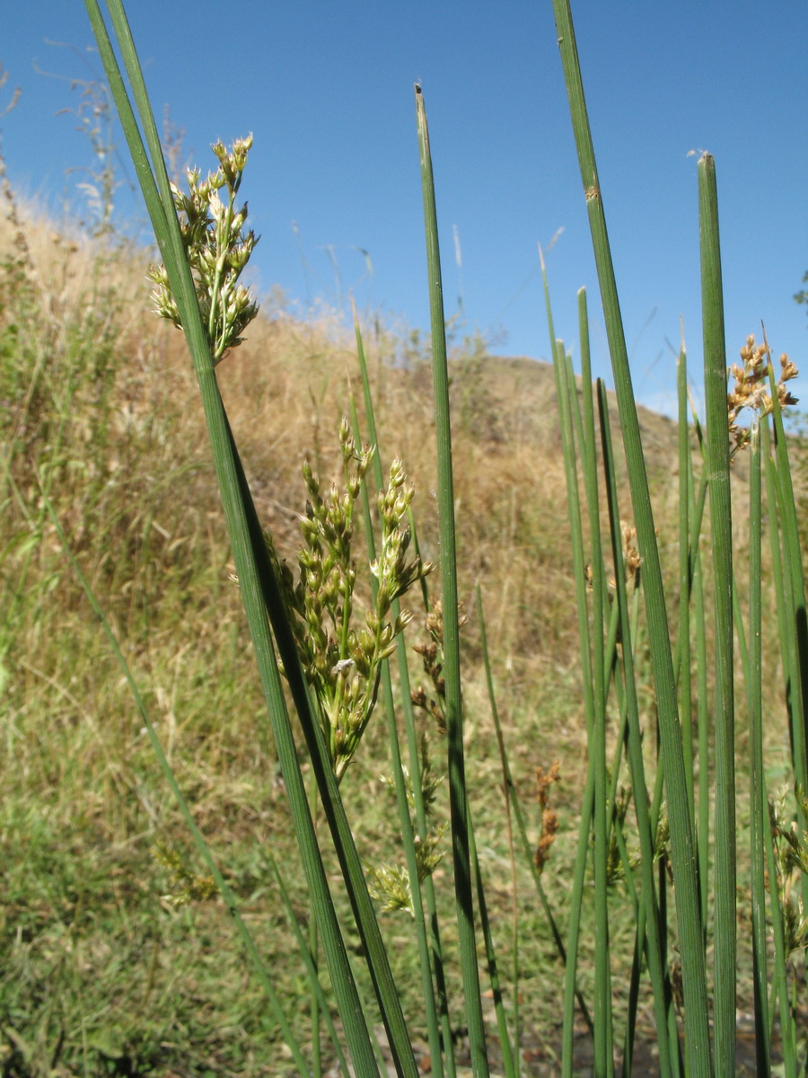 Изображение особи Juncus inflexus.