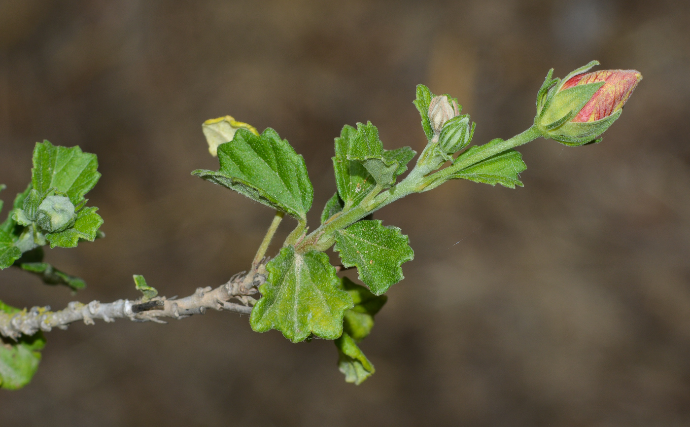 Image of Pavonia praemorsa specimen.