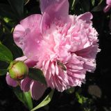 Paeonia lactiflora. Бутон и цветок с фуражирующей пчелой медоносной (махровый культивар). Восточный Казахстан, Уланский р-н, с. Украинка, дачный участок. 14.06.2005.