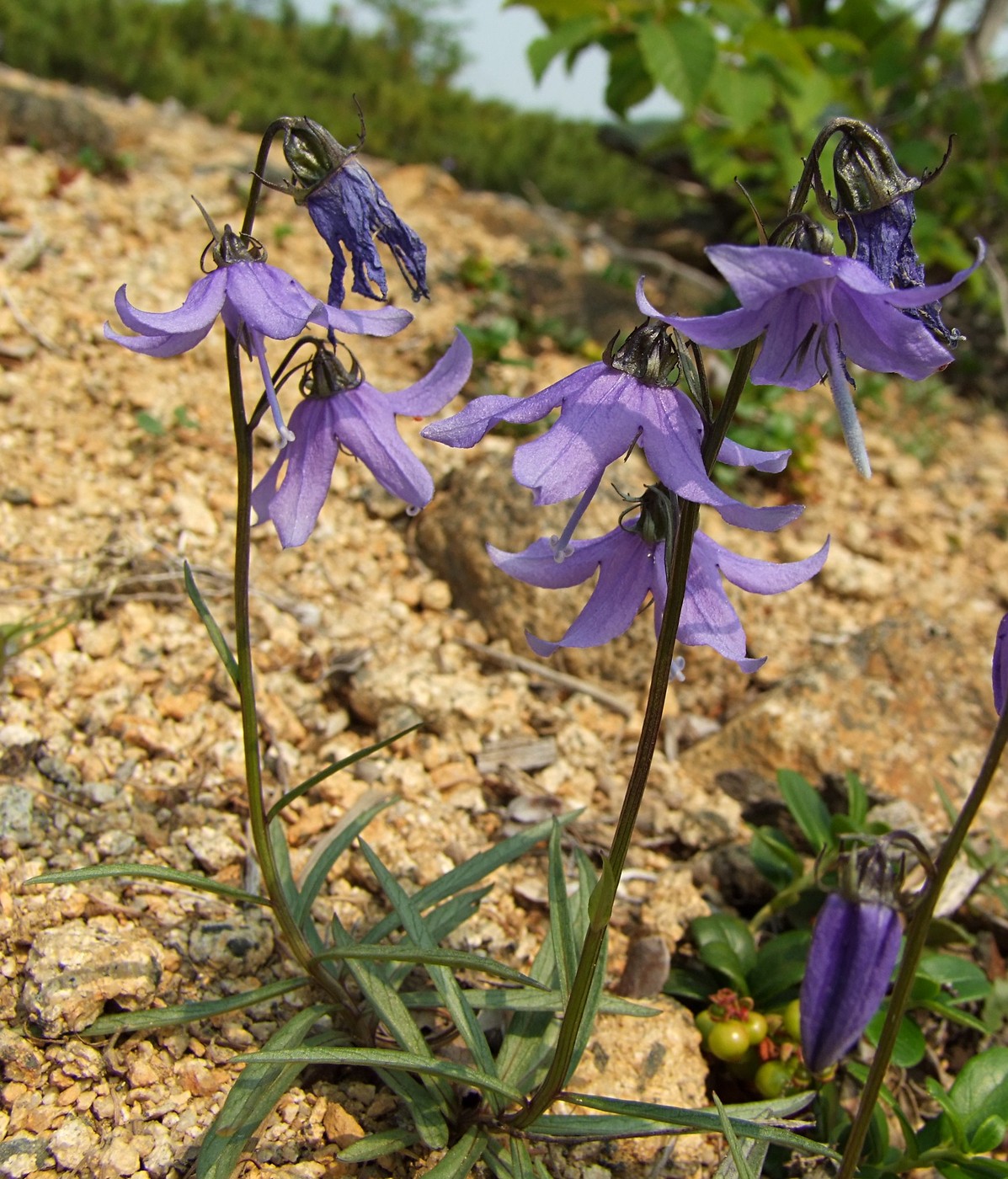 Image of Astrocodon expansus specimen.