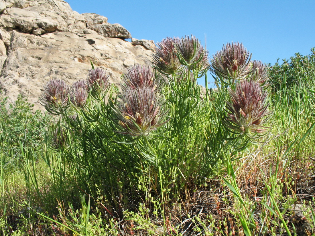 Image of Bungea vesiculifera specimen.