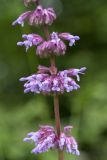 Salvia verticillata. Часть соцветия. Ленинградская обл., Волосовский р-н, окр. дер. Пятая Гора, суходольный разнотравно-злаковый луг у опушки леса. 16.07.2017.