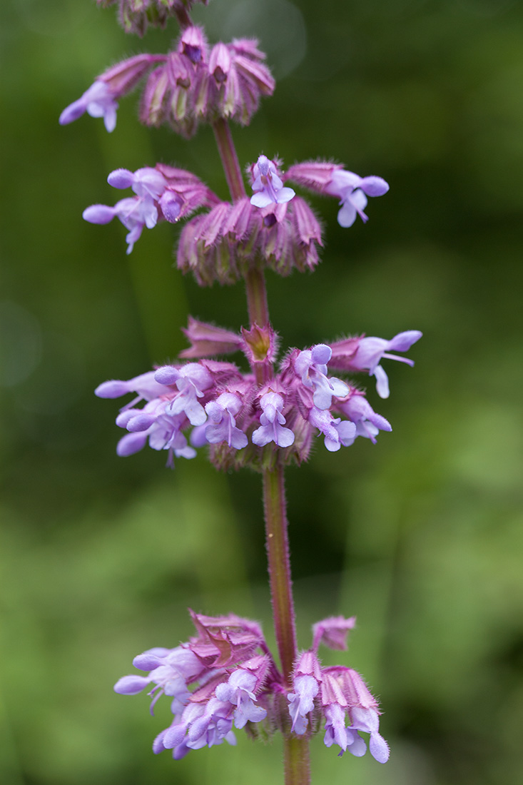 Изображение особи Salvia verticillata.