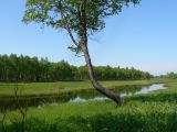 Betula dauurica. Нижняя и средняя части взрослого растения. Хабаровский край, р-н им. Лазо, окр. с. Соколовка, старица реки Кии. 02.06.2007.