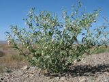 Zygophyllum fabago ssp. dolichocarpum