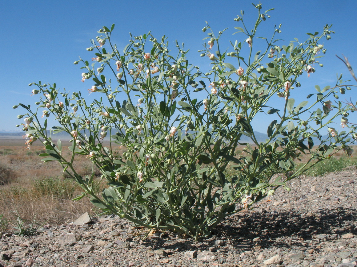 Image of Zygophyllum fabago ssp. dolichocarpum specimen.