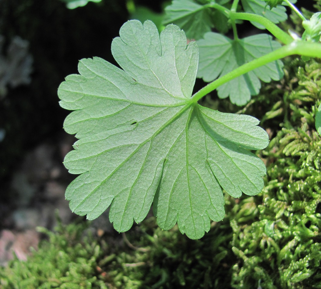 Изображение особи Geranium lucidum.