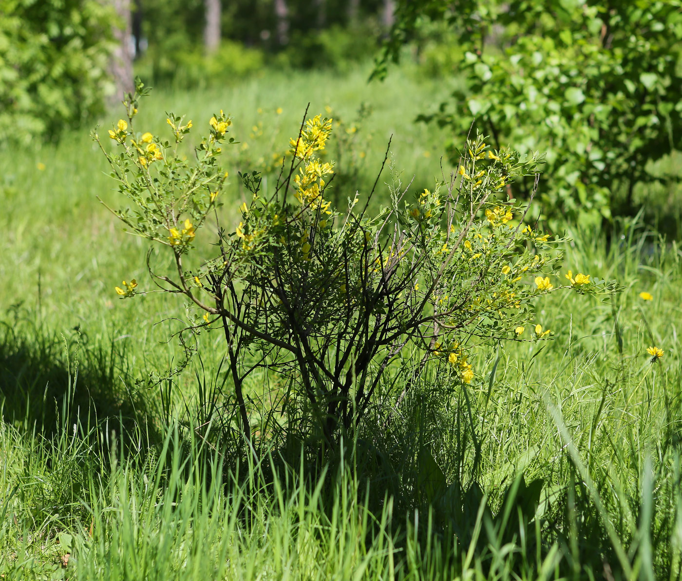 Изображение особи Chamaecytisus ruthenicus.