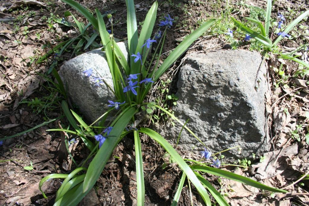 Изображение особи Scilla caucasica.