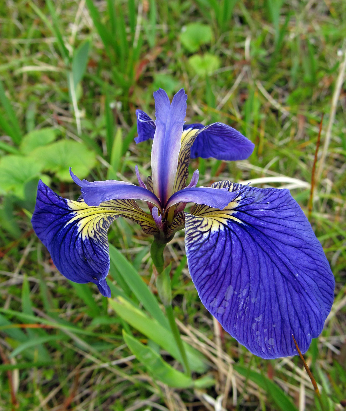 Изображение особи Iris setosa.