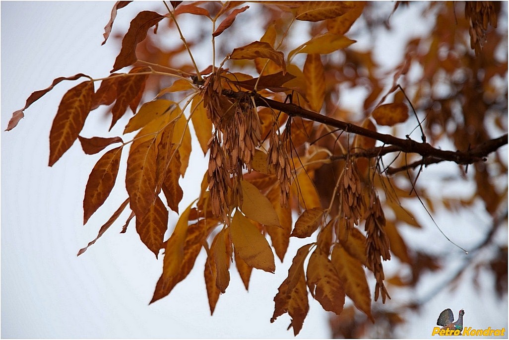 Image of genus Fraxinus specimen.