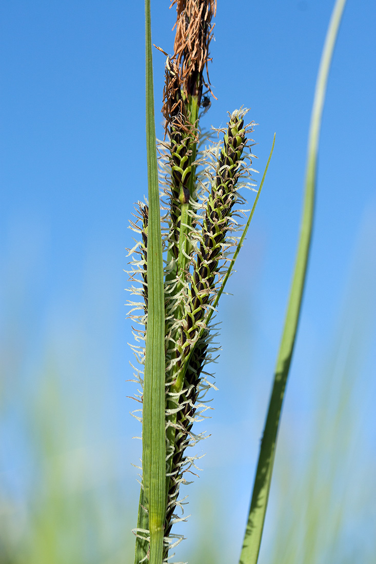 Изображение особи Carex aquatilis.