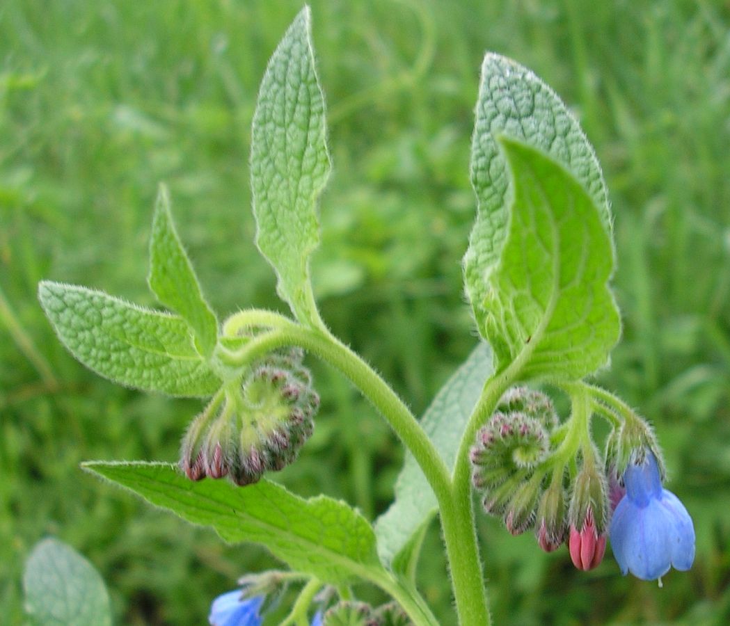 Image of Symphytum caucasicum specimen.