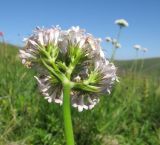 Valeriana alpestris. Соцветие. Адыгея, Кавказский биосферный заповедник, северо-восточный склон горы Блям, ≈ 2300 м н.у.м., субальпийский луг. 24.07.2017.