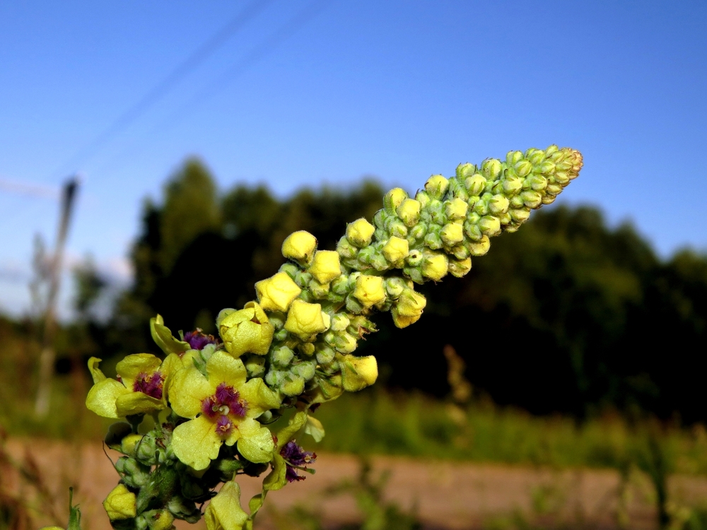 Изображение особи Verbascum nigrum.