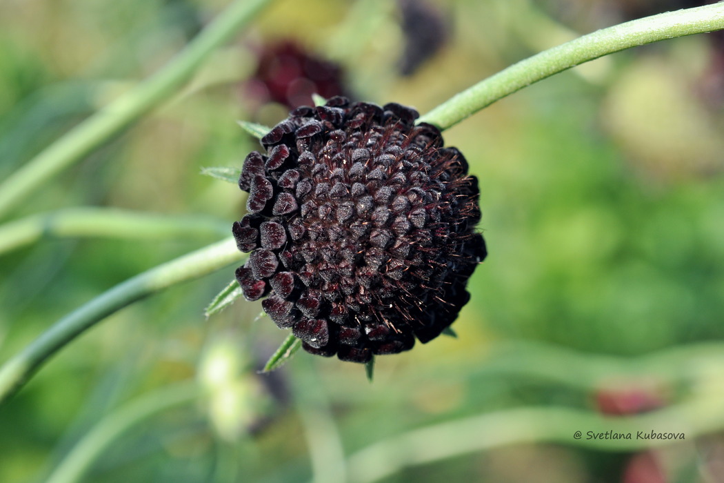 Image of Sixalix atropurpurea specimen.