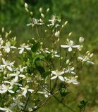 Clematis mandshurica