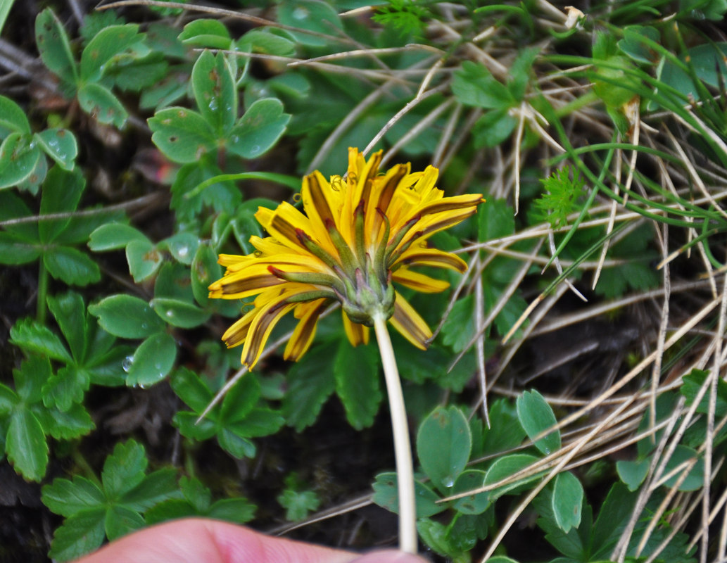 Image of Taraxacum stevenii specimen.