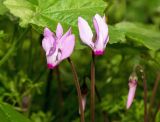 Cyclamen persicum. Верхушки побегов с цветками. Израиль, г. Бат-Ям. 20.02.2018.