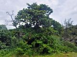 Terminalia catappa