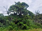 Terminalia catappa. Взрослое дерево. Малайзия, о-в Калимантан, национальный парк Бако, окраина песчаного пляжа. 11.05.2017.
