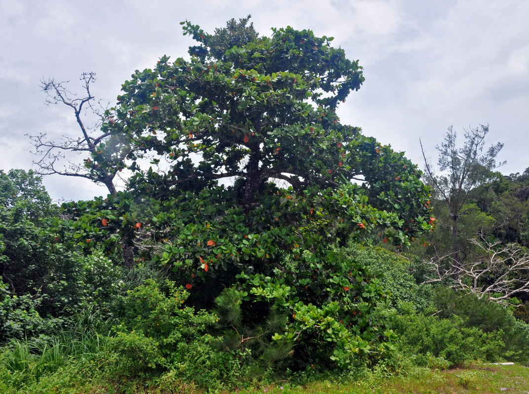 Изображение особи Terminalia catappa.