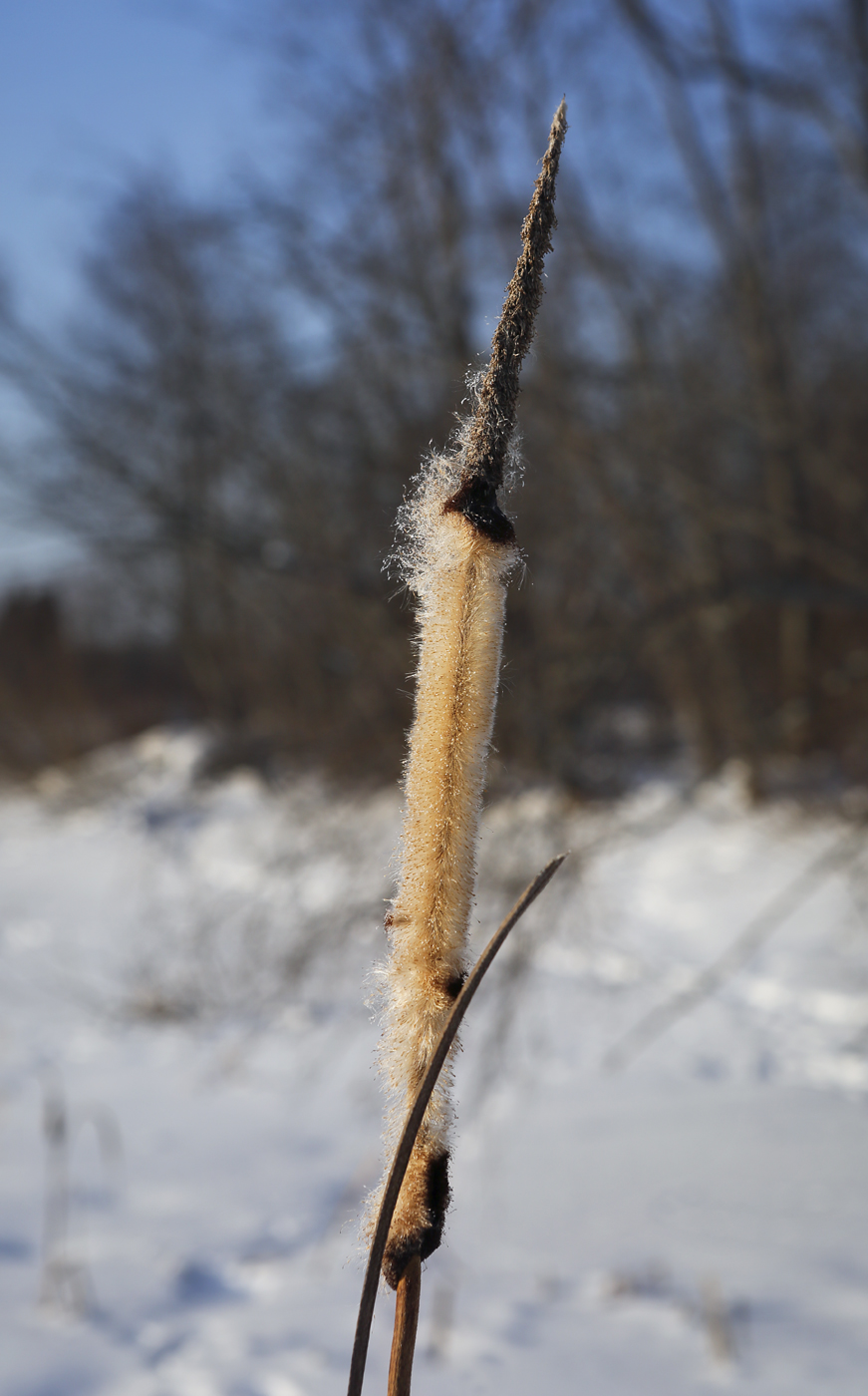 Image of Typha latifolia specimen.