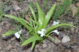 Allium paradoxum