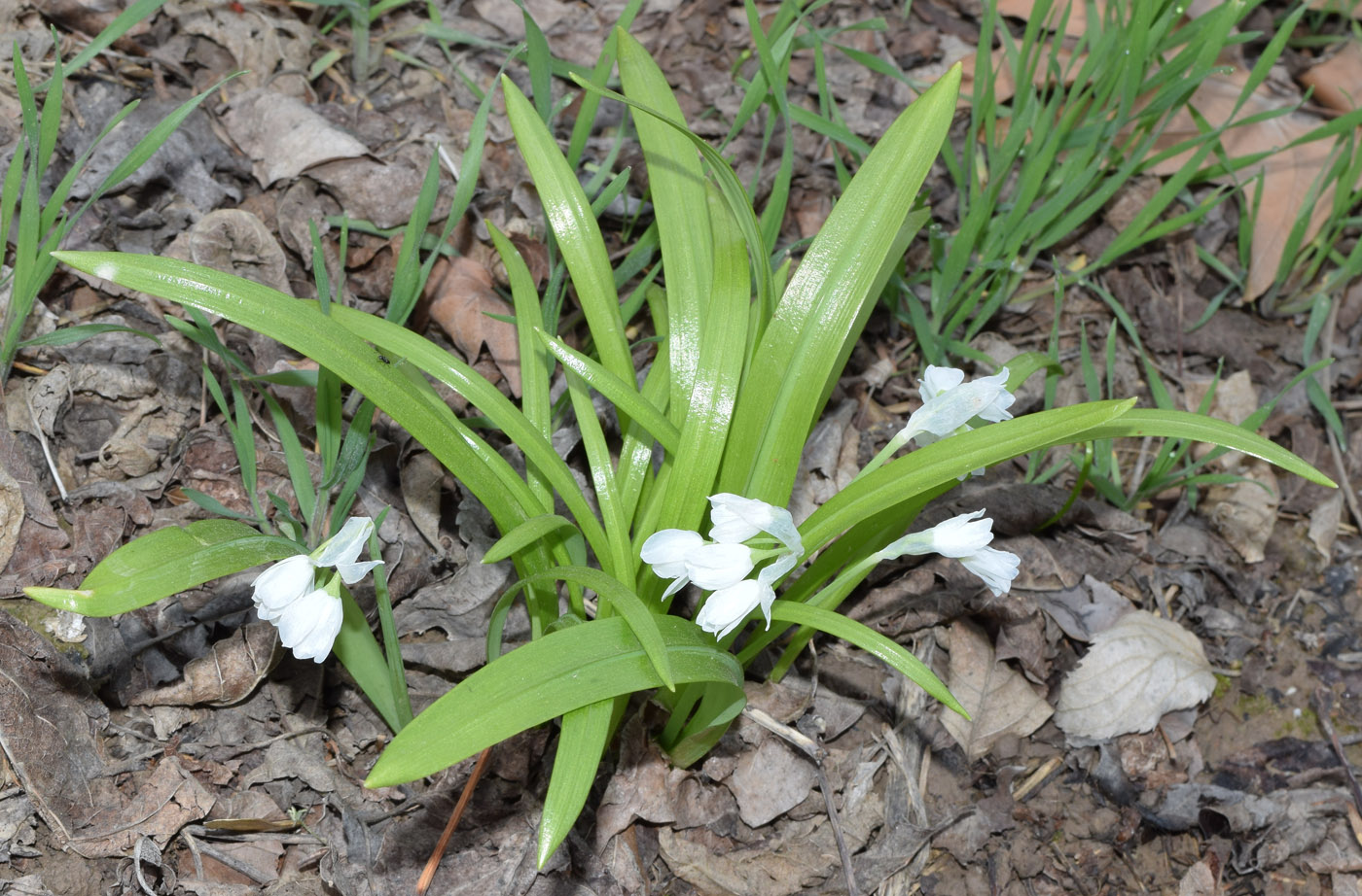 Изображение особи Allium paradoxum.