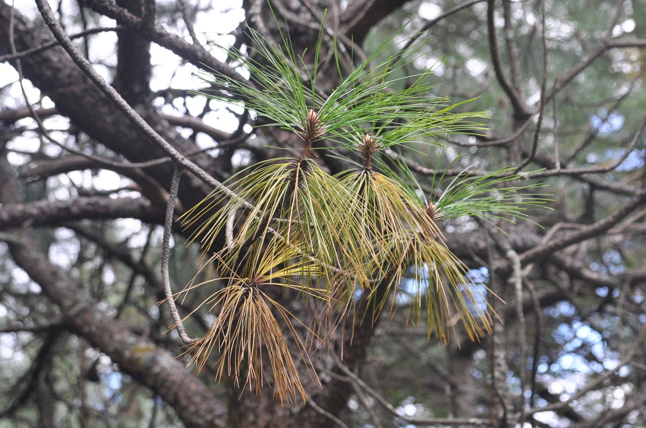 Изображение особи Pinus armandii.