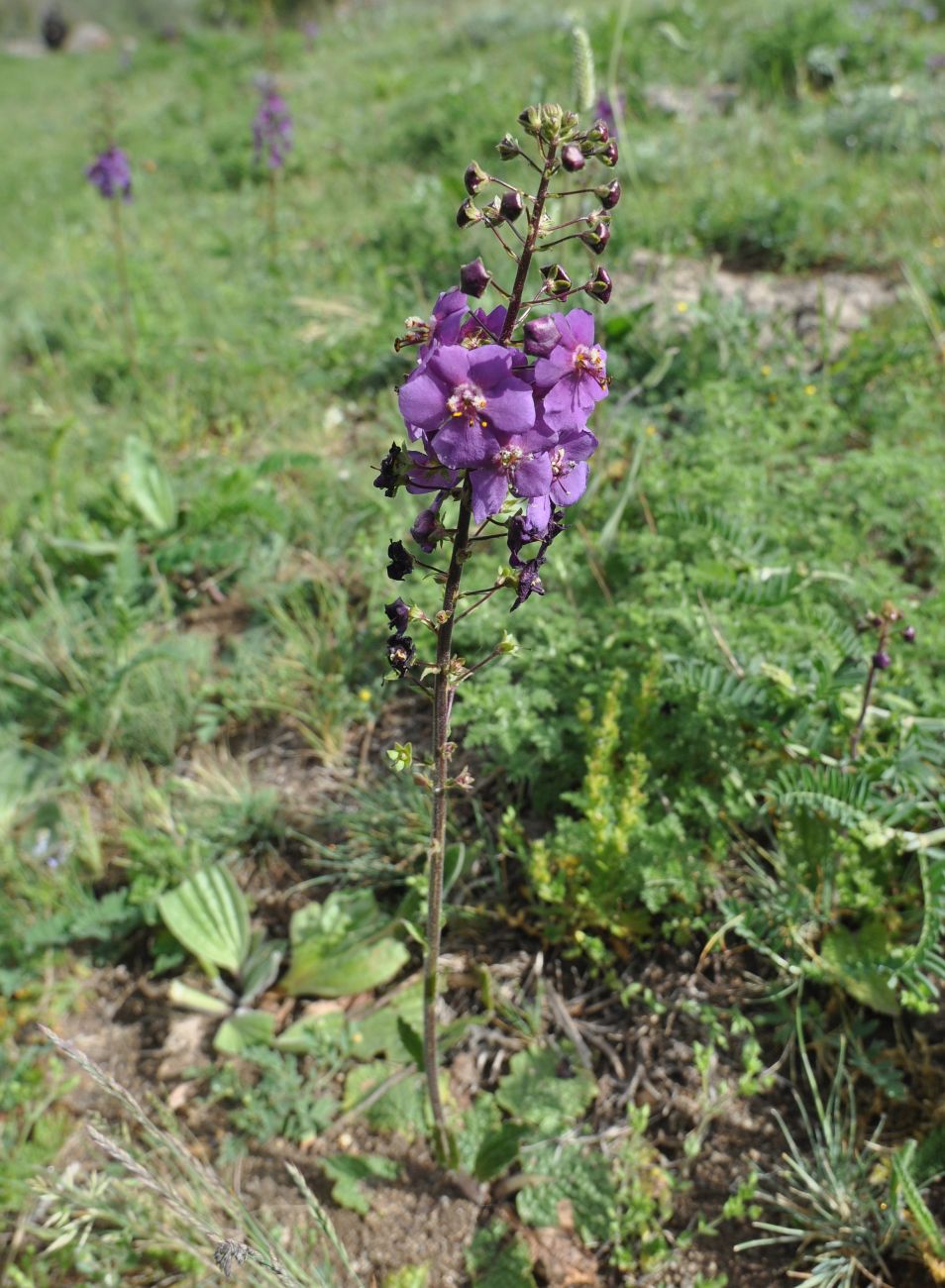 Image of Verbascum phoeniceum specimen.