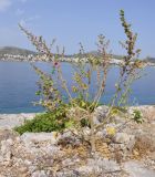 Malva arborea