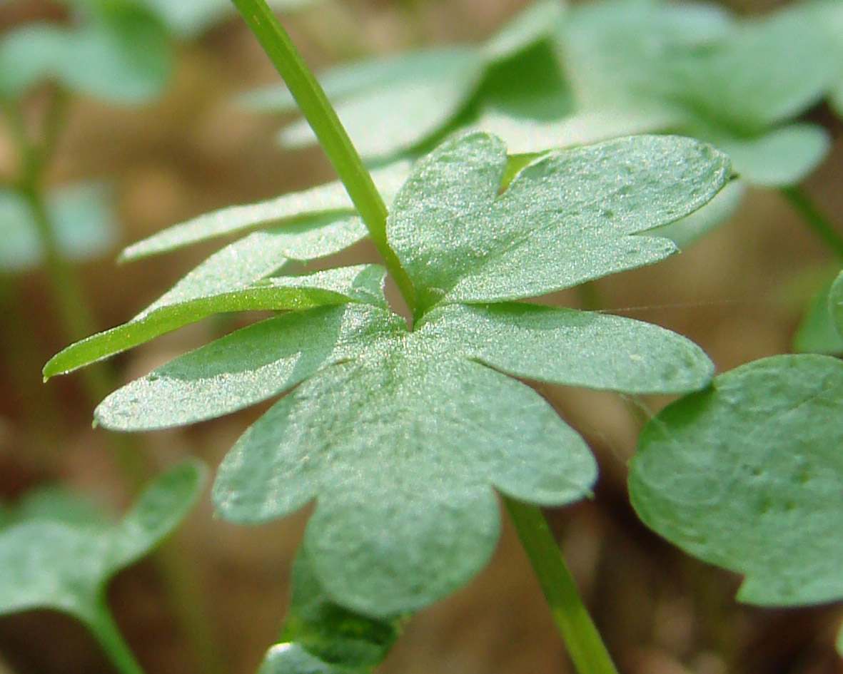 Image of Adoxa moschatellina specimen.