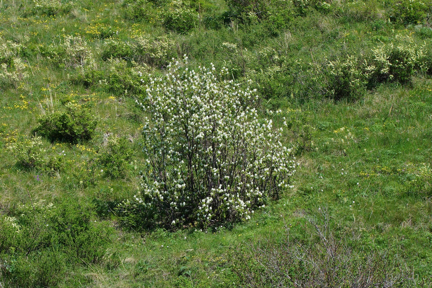 Image of Amelanchier ovalis specimen.