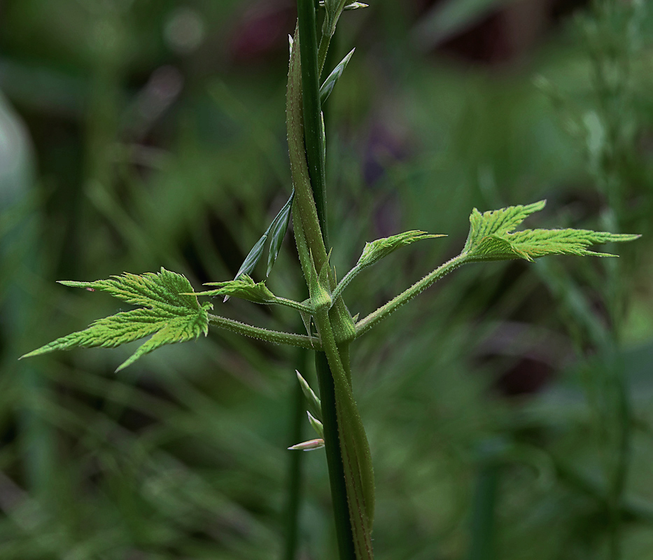 Image of Humulus lupulus specimen.