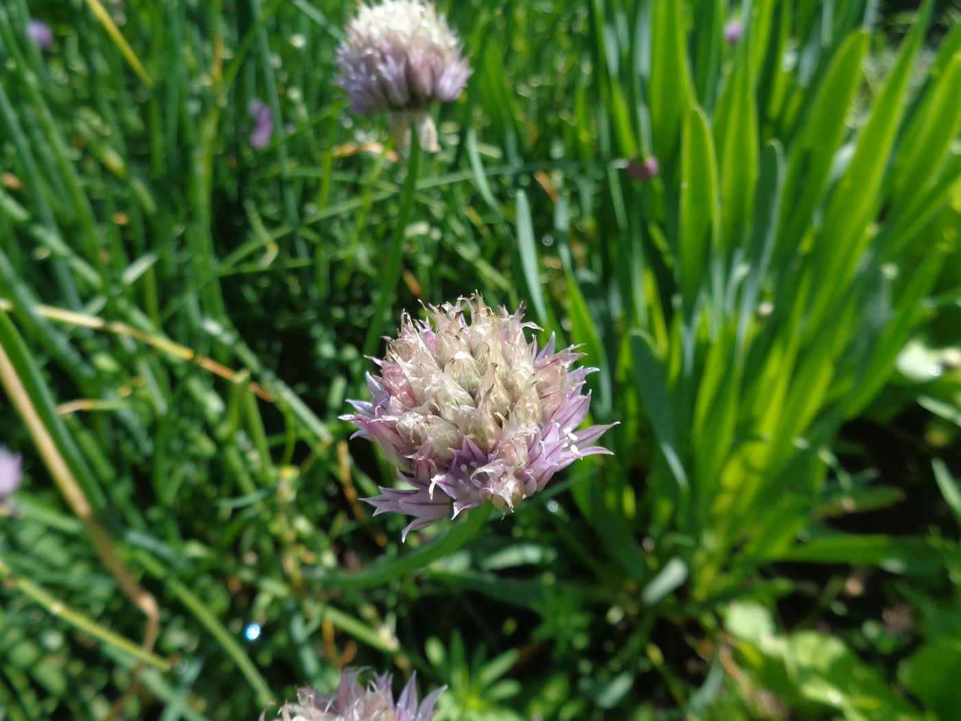 Image of Allium schoenoprasum specimen.