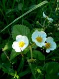 Fragaria moschata. Цветки. Санкт-Петербург, Пушкинский р-н, пос. Александровская, в перелеске. 14.06.2018.
