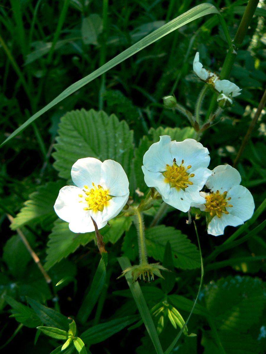 Изображение особи Fragaria moschata.