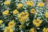 Rhodiola rosea. Верхние части побегов с соцветиями. Мурманская обл., п-ов Рыбачий, побережье Большой Волоковой губы, супралитораль. 29.06.2018.