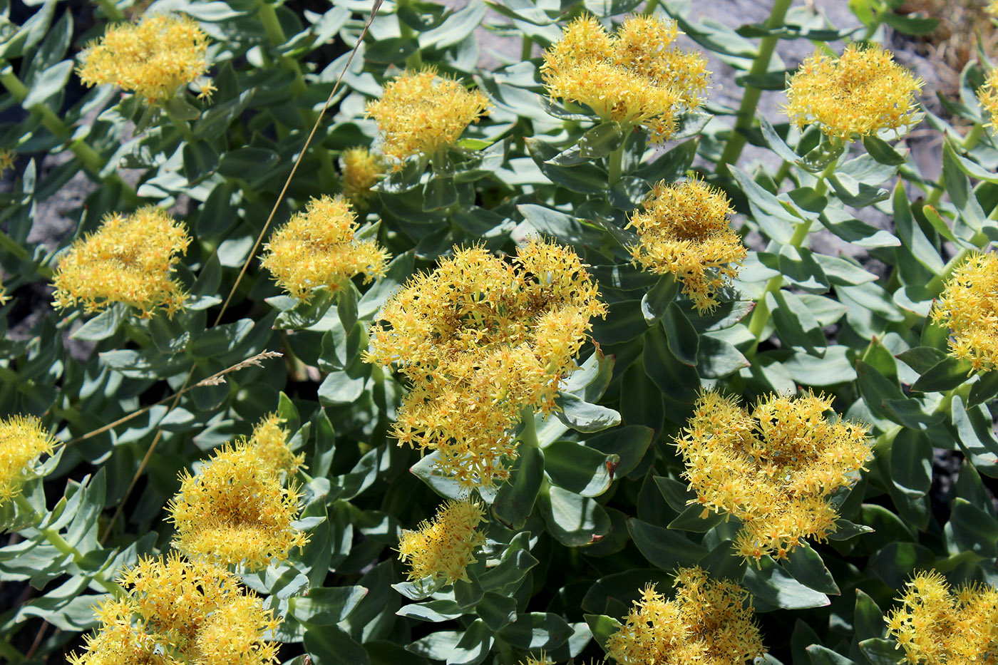 Изображение особи Rhodiola rosea.